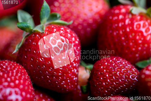 Image of Fresh strawberries