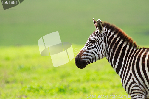 Image of Zebra