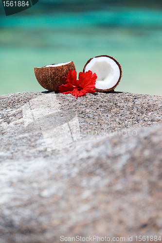 Image of Coconut at tropical coast