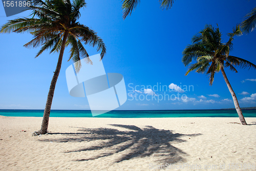Image of Palm trees on tropical beach