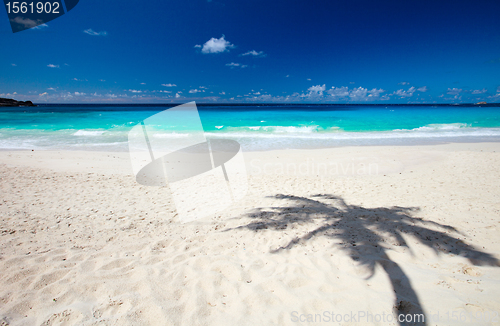 Image of Palm tree shadow on sand