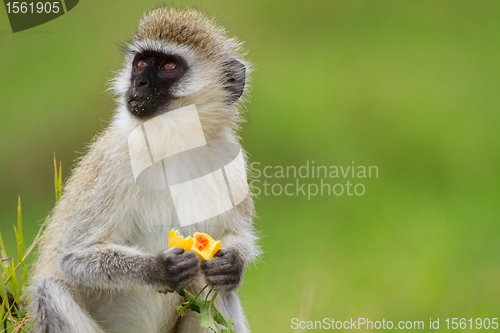 Image of Black-faced vervet monkey