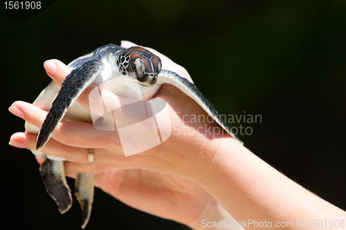 Image of Baby sea turtle