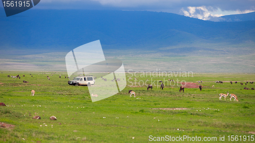 Image of Game drive