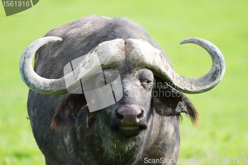 Image of Buffalo portrait