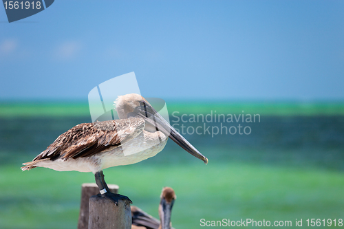 Image of Brown pelican