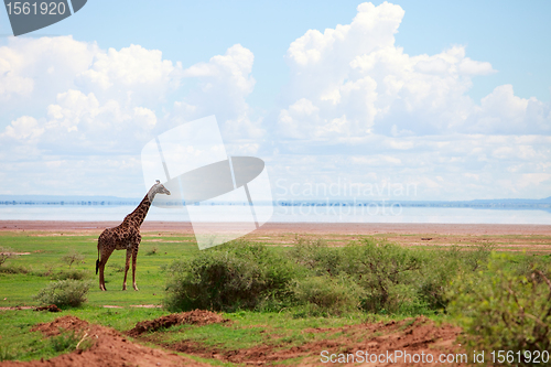 Image of Giraffe