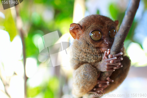 Image of  Tarsier