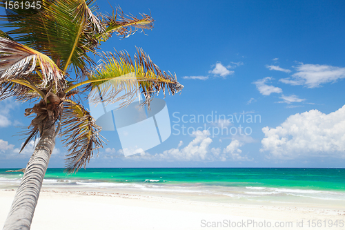 Image of Coconut palm at beach