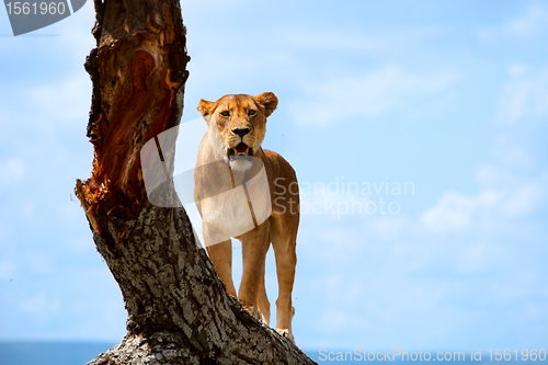 Image of Lioness