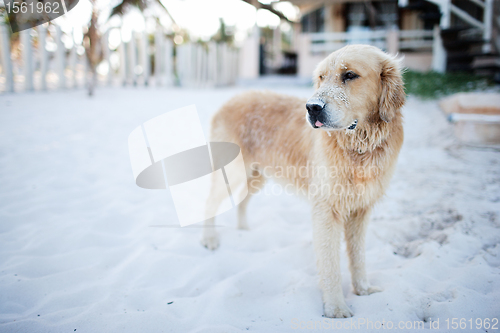 Image of Golden retriever dog