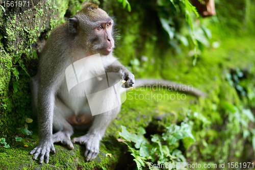 Image of Portrait of wild monkey