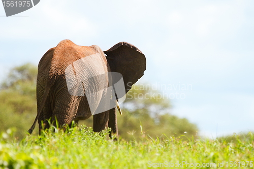 Image of Elephant