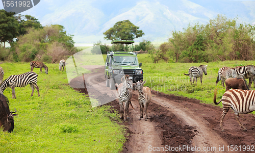 Image of Game drive