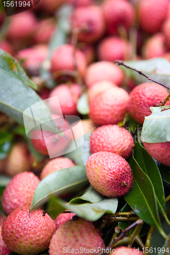 Image of Fresh Litchi