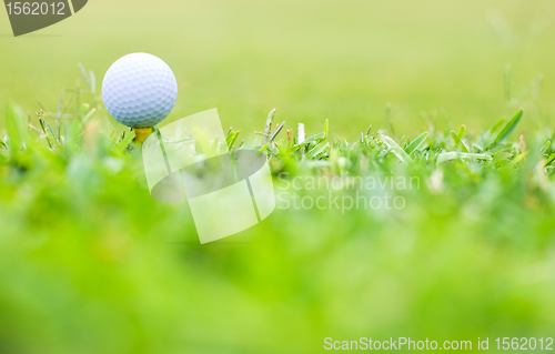 Image of Golf Macro