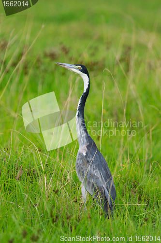 Image of Black headed heron