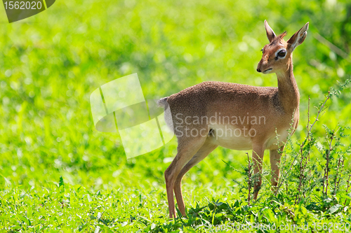 Image of Dik dik