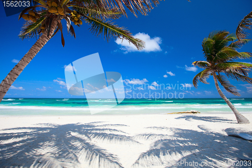 Image of Coconut palms at beach