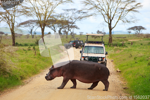 Image of Game drive