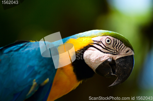 Image of Colorful macaw parrot