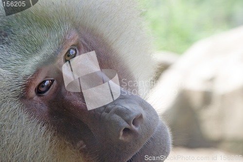 Image of Hamadryas baboon