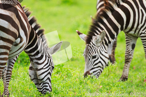 Image of Zebras