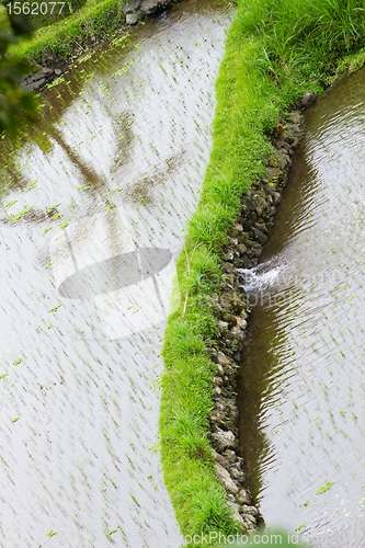 Image of Rice field