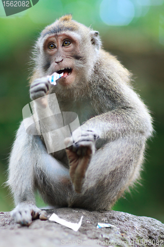 Image of Portrait of wild monkey