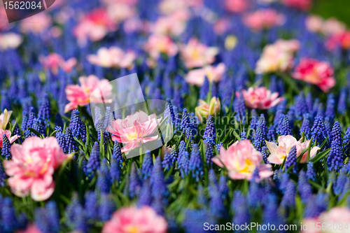 Image of Blue and pink flowers