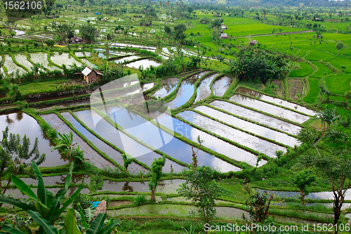 Image of Rice field in Bali