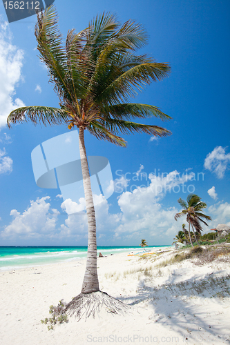 Image of Coconut palm at beach