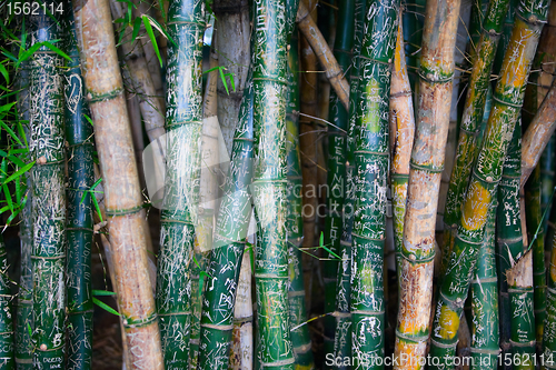 Image of Bamboo Graffiti