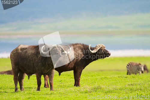Image of Buffalos 