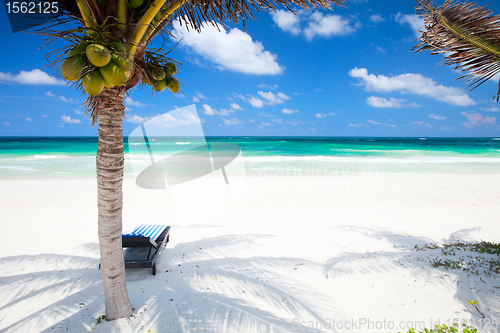 Image of Coconut palms at beach