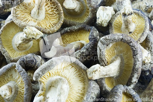 Image of Mushrooms