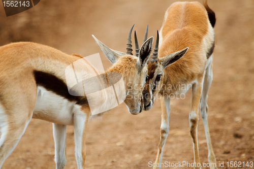 Image of Thomsons gazelle