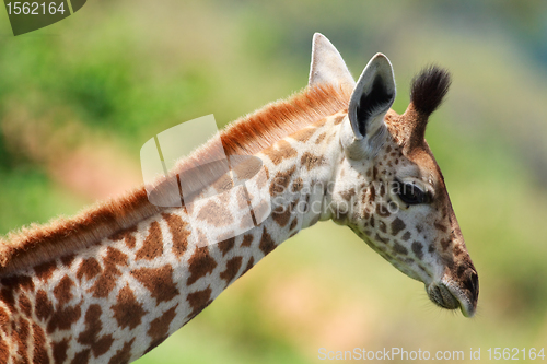 Image of Baby giraffe