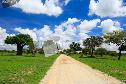 Image of Tarangire national park