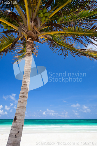 Image of Coconut palm at beach