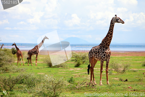 Image of Giraffes