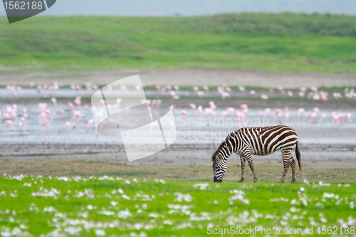 Image of Zebra