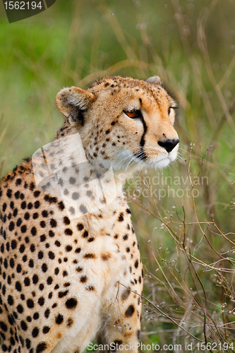 Image of Cheetah