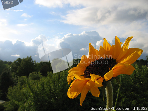 Image of Sunflower