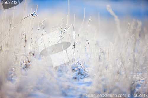 Image of Grass covered with snow