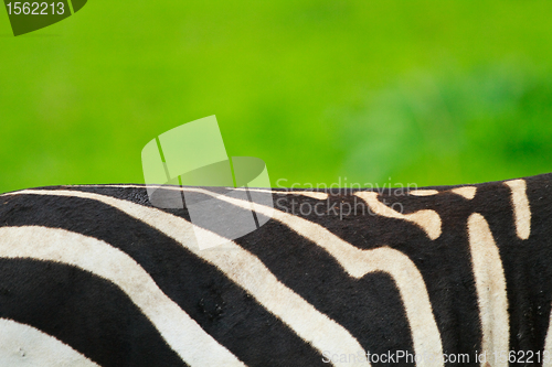 Image of Zebra skin