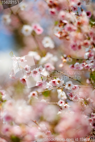 Image of Wild cherry