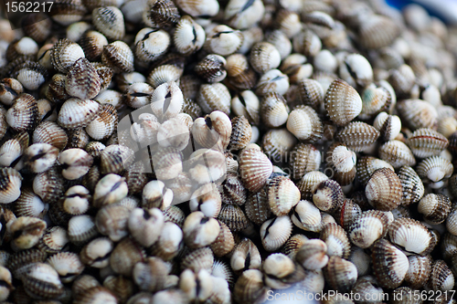 Image of Shells