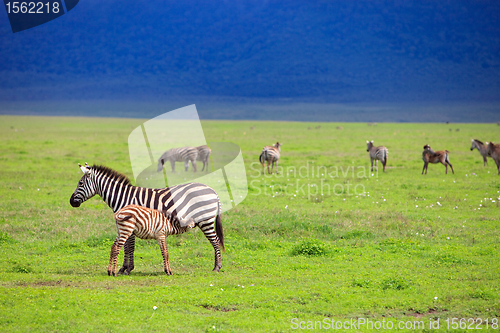 Image of Zebras