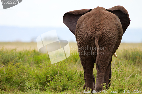 Image of Elephant 